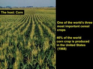 The host: Corn
One of the world’s three
most important cereal
crops
40% of the world
corn crop is produced
in the United States
(1968)
 