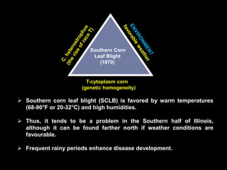 T-cytoplasm corn
(genetic homogeneity)
Southern Corn
Leaf Blight
(1970)
 Southern corn leaf blight (SCLB) is favored by warm temperatures
(68-90°F or 20-32°C) and high humidities.
 Thus, it tends to be a problem in the Southern half of Illinois,
although it can be found farther north if weather conditions are
favourable.
 Frequent rainy periods enhance disease development.
 