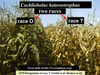 1970 Designation of race T (Smith et al; Hooker et al)
two races
race T
Cochliobolus heterostrophus
race O
Texas male sterile (T)-cytoplasm corn
 