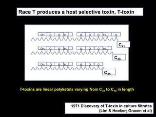T-toxins are linear polyketols varying from C35 to C45 in length
OHOH O OOH OH O OOH OO O O
C41
OHOH O OOH OH O OOHO O O
C39
OHOH O OOH OH OO O O
C35
Race T produces a host selective toxin, T-toxin
1971 Discovery of T-toxin in culture filtrates
(Lim & Hooker; Gracen et al)
 