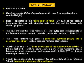  Host-specific toxin
 Bipolaris maydis (Helminthosporium maydis) race T vs. corn (southern
corn leaf blight)
 Race T appeared in the “corn belt” in 1969. By 1970, it had spread
throughout the corn belt, attacking only corn that had the Texas male
sterile cytoplasm.
 That is, corn with the Texas male sterile (Tms) cytoplasm is susceptible to
the T-toxin, whereas corn with normal cytoplasm is resistant to the toxin.
 The T race contains two genes, a polyketide synthase (PKS1) and a
decarboxylase (DEC1) that are required for toxin biosynthesis
 T-toxin binds to a 13 kD inner mitochondrial membrane protein (URF-13),
the product of the T-urf13 gene, to create a pore on the membrane, cause
leakage of small molecules, and subsequently inhibit ATP synthesis,
resulting in cell death.
 T-toxin does not seem to be necessary for pathogenicity of H. maydis race
T, but it increase the virulence of the pathogen.
T-toxin (HM-toxin)
 