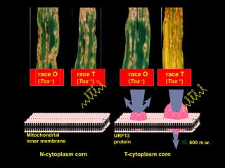 race O
(Tox -)
race T
(Tox +)
race O
(Tox -)
race T
(Tox +)
N-cytoplasm corn T-cytoplasm corn
Mitochondrial
inner membrane
URF13
protein 600 m.w.
 