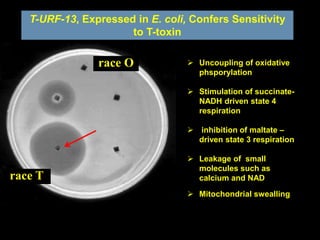 T-URF-13, Expressed in E. coli, Confers Sensitivity
to T-toxin
race T
race O  Uncoupling of oxidative
phsporylation
 Stimulation of succinate-
NADH driven state 4
respiration
 inhibition of maltate –
driven state 3 respiration
 Leakage of small
molecules such as
calcium and NAD
 Mitochondrial swealling
 