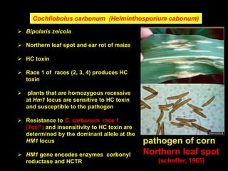 Cochliobolus carbonum (Helminthosporium cabonum)
 Bipolaris zeicola
 Northern leaf spot and ear rot of maize
 HC toxin
 Race 1 of races (2, 3, 4) produces HC
toxin
 plants that are homozygous recessive
at Hm1 locus are sensitive to HC toxin
and susceptible to the pathogen
 Resistance to C. carbonum race 1
(Tox2+) and insensitivity to HC toxin are
determined by the dominant allele at the
HM1 locus
 HM1 gene encodes enzymes corbonyl
reductase and HCTR
pathogen of corn
Northern leaf spot
(scheffer, 1965)
 