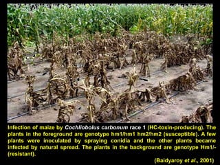 Infection of maize by Cochliobolus carbonum race 1 (HC-toxin-producing). The
plants in the foreground are genotype hm1/hm1 hm2/hm2 (susceptible). A few
plants were inoculated by spraying conidia and the other plants became
infected by natural spread. The plants in the background are genotype Hm1/-
(resistant).
(Baidyaroy et al., 2001)
 