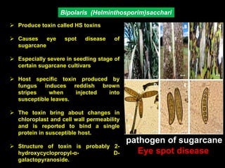 Bipolaris (Helminthosporim)sacchari
 Produce toxin called HS toxins
 Causes eye spot disease of
sugarcane
 Especially severe in seedling stage of
certain sugarcane cultivars
 Host specific toxin produced by
fungus induces reddish brown
stripes when injected into
susceptible leaves.
 The toxin bring about changes in
chloroplast and cell wall permeability
and is reported to bind a single
protein in susceptible host.
 Structure of toxin is probably 2-
hydroxycyclopropyl-α- D-
galactopyranoside.
pathogen of sugarcane
Eye spot disease
 