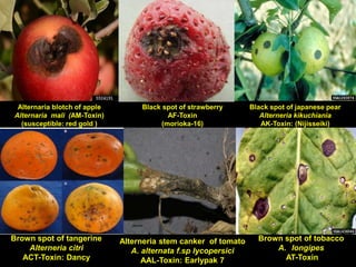 Alternaria blotch of apple
Alternaria mali (AM-Toxin)
(susceptible: red gold )
Black spot of strawberry
AF-Toxin
(morioka-16)
Black spot of japanese pear
Alterneria kikuchiania
AK-Toxin: (Nijisseiki)
Brown spot of tangerine
Alterneria citri
ACT-Toxin: Dancy
Alterneria stem canker of tomato
A. alternata f.sp lycopersici
AAL-Toxin: Earlypak 7
Brown spot of tobacco
A. longipes
AT-Toxin
 