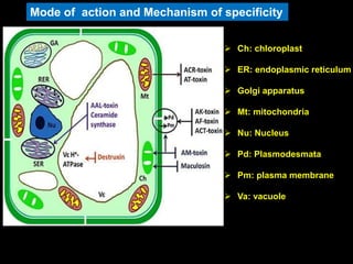 Mode of action and Mechanism of specificity
 Ch: chloroplast
 ER: endoplasmic reticulum
 Golgi apparatus
 Mt: mitochondria
 Nu: Nucleus
 Pd: Plasmodesmata
 Pm: plasma membrane
 Va: vacuole
 