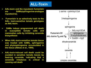  AAL-toxin and the mycotoxin fumonisin
are SAMs(sphinganine-analogue
mycotoxins).
 Fumonisin is as selectively toxic to the
AAL- toxin-sensitive tomato genotypes
as AAL-toxin.
 SAMs induce programmed cell death
in susceptible tomato cells and
mammalian cells by inhibiting ceramide
biosynthesis
 When AAL-toxin-sensitive tomato tissue
was treated with SAMs, sphinganine
and phytosphingosine accumulated in
the tissue (Abbas et al., 1994).
 AAL-toxin-induced cell death could be
avoided in sensitive tomato leaves by
feed-ing ceramide, indicating that a
ceramide imbalance is critical in
causing cell death
ALL-Toxin
 