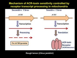 Mechanism of ACR-toxin sensitivity controlled by
receptor transcript processing in mitochondria
Rough lemon (Citrus jambhiri)
 