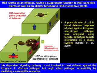 HST works as an effector, having a suppressor function to HST-sensitive
plants as well as an elicitor function to HST-insensitive plants.
Yellow dots:
HST released from
germinated conidia
HST-sensitive plants
(Suppression of defense)
Suppression off defense
HST-insensitive
plants (Induction
of defense)
JA- dependent signaling pathway is not involved in host defense against the
toxigenic A. alternata pathogen but might effect pathogen accessibility by
mediating a susceptible response
 A possible role of JA in
basal defense response
of plant against toxigenic,
necrotropic pathogen
was analysed using
tomato pathotype tomato
interaction as a model
system (Egusa et al.,
2009)
 