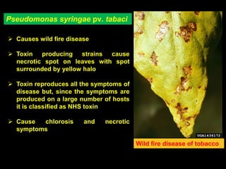 Pseudomonas syringae pv. tabaci
Wild fire disease of tobacco
 Causes wild fire disease
 Toxin producing strains cause
necrotic spot on leaves with spot
surrounded by yellow halo
 Toxin reproduces all the symptoms of
disease but, since the symptoms are
produced on a large number of hosts
it is classified as NHS toxin
 Cause chlorosis and necrotic
symptoms
 