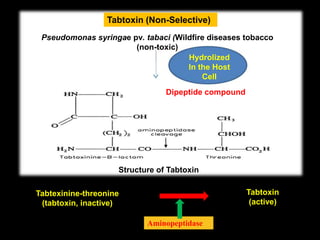 Hydrolized
In the Host
Cell
Pseudomonas syringae pv. tabaci (Wildfire diseases tobacco
(non-toxic)
Tabtoxin (Non-Selective)
Structure of Tabtoxin
Hydrolized
In the Host
Cell
Tabtexinine-threonine
(tabtoxin, inactive)
Tabtoxin
(active)
Aminopeptidase
Dipeptide compound
 