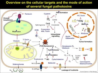 Overview on the cellular targets and the mode of action
of several fungal pathotoxins
 