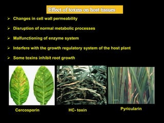  Changes in cell wall permeability
 Disruption of normal metabolic processes
 Malfunctioning of enzyme system
 Interfere with the growth regulatory system of the host plant
 Some toxins inhibit root growth
Cercosporin HC- toxin Pyricularin
 