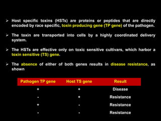 Pathogen TP gene Host TS gene Result
+ + Disease
- + Resistance
+ - Resistance
- - Resistance
 Host specific toxins (HSTs) are proteins or peptides that are directly
encoded by race specific, toxin producing gene (TP gene) of the pathogen.
 The toxin are transported into cells by a highly coordinated delivery
system.
 The HSTs are effective only on toxic sensitive cultivars, which harbor a
toxin sensitive (TS) gene.
 The absence of either of both genes results in disease resistance, as
shown
 