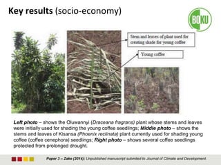 Left photo – shows the Oluwannyi (Draceana fragrans) plant whose stems and leaves
were initially used for shading the young coffee seedlings; Middle photo – shows the
stems and leaves of Kisansa (Phoenix reclinata) plant currently used for shading young
coffee (coffee cenephora) seedlings; Right photo – shows several coffee seedlings
protected from prolonged drought.
Paper 3 – Zake (2014); Unpublished manuscript submited to Journal of Climate and Development.
Key results (socio-economy)
 