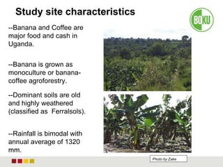 Study site characteristics
--Banana and Coffee are
major food and cash in
Uganda.
--Banana is grown as
monoculture or banana-
coffee agroforestry.
--Dominant soils are old
and highly weathered
(classified as Ferralsols).
--Rainfall is bimodal with
annual average of 1320
mm.
Photo by Zake
 