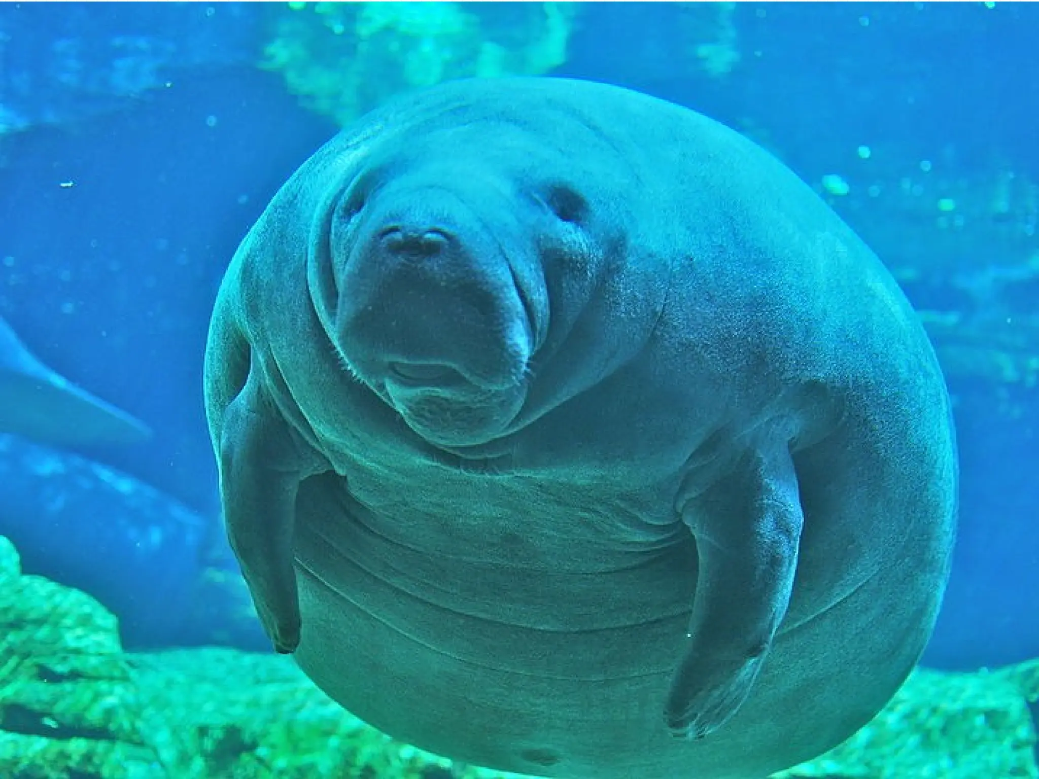 You're the manatee.
 