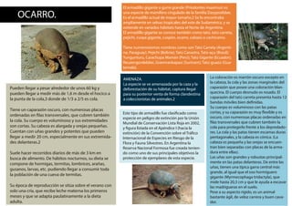 OCARRO.
El armadillo gigante o gurre grande (Priodontes maximus) es
una especie de mamífero cingulado de la familia Dasypo...