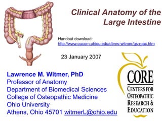 Clinical Anatomy of the
Large Intestine
Handout download:
http://www.oucom.ohiou.edu/dbms-witmer/gs-rpac.htm
23 January 2007
Lawrence M. Witmer, PhD
Professor of Anatomy
Department of Biomedical Sciences
College of Osteopathic Medicine
Ohio University
Athens, Ohio 45701 witmerL@ohio.edu
 