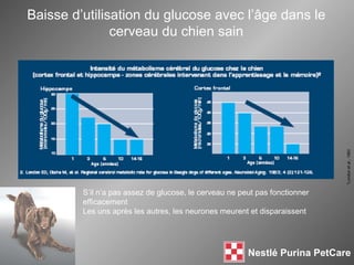 S’il n’a pas assez de glucose, le cerveau ne peut pas fonctionner efficacement Les uns après les autres, les neurones meurent et disparaissent Baisse d’utilisation du glucose avec l’ âge dans le cerveau du chien sain *London  et al ., 1983 