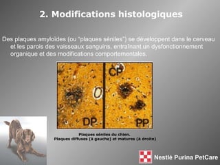 2. Modifications histologiques Des plaques amylo ïdes (ou “plaques séniles”) se développent dans le cerveau et les parois des vaisseaux sanguins, entraînant un dysfonctionnement organique et des modifications comportementales. Plaques séniles du chien.  Plaques diffuses (à gauche) et matures (à droite) 