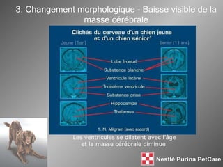 Les ventricules se dilatent avec l’ âge  et la masse cérébrale diminue 3. Changement morphologique - Baisse visible de la masse cérébrale 