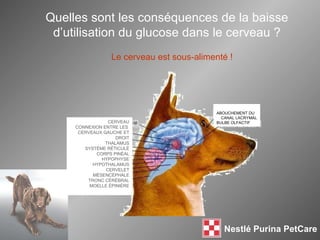 Le cerveau est sous-alimenté ! Quelles sont les conséquences de la baisse d’utilisation du glucose dans le cerveau ? ABOUCHEMENT DU  CANAL LACRYMAL BULBE OLFACTIF CERVEAU CONNEXION ENTRE LES  CERVEAUX GAUCHE ET DROIT THALAMUS SYSTÈME RÉTICULÉ CORPS PINÉAL HYPOPHYSE HYPOTHALAMUS CERVELET MÉSENCÉPHALE TRONC CÉRÉBRAL MOELLE ÉPINIÈRE 