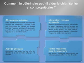 Comment le vétérinaire  peut-il  aider le chien senior et son propriétaire ? 