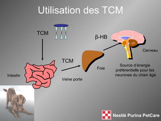 Utilisation des TCM TCM Veine porte Intestin Foie  Cerveau Source d’énergie  préférentielle pour les  neurones du chien âgé TCM β - HB 
