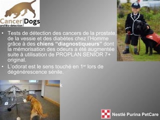 Tests de détection des cancers de la prostate, de la vessie et des diabètes chez l’Homme grâce à des  chiens “diagnostiqueurs”  dont  la mémorisation des odeurs a été augmentée suite à utilisation de PROPLAN SENIOR 7+ original. L’odorat est le sens touché en 1 er  lors de dégénérescence sénile. www.cancerdogs.co.uk 
