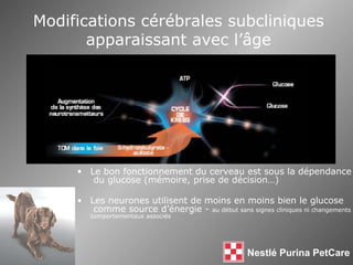 Modifications cérébrales subcliniques apparaissant avec l’ âge Le bon fonctionnement du cerveau est sous la dépendance  du glucose (mémoire, prise de décision…) Les neurones utilisent de moins en moins bien le glucose  comme source d’énergie -  au début sans signes cliniques ni changements comportementaux associés 
