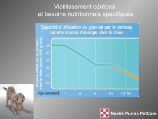 Vieillissement cérébral  et besoins nutritionnels spécifiques 