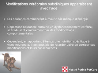 Modifications cérébrales subcliniques apparaissant avec l’ âge Les neurones commencent à mourir par manque d’énergie L’apoptose neuronale entra îne  un dysfonctionnement cérébral, se traduisant cliniquement par des modifications comportementales Cependant, en apportant à temps   une nutrition spécifique à visée neuronale, il est possible de retarder voire de corriger ces modifications et leurs conséquences 