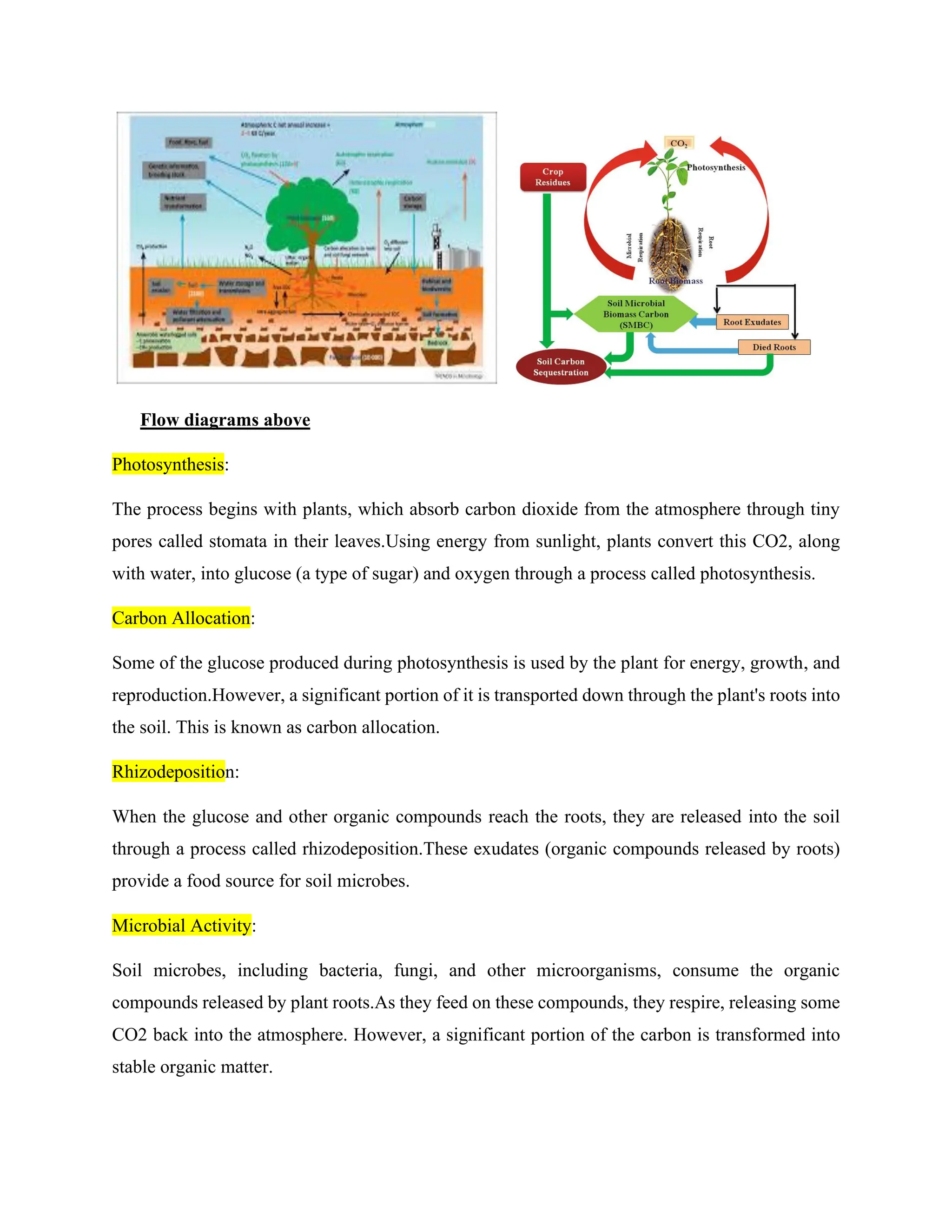 Flow diagrams above
Photosynthesis:
The process begins with plants, which absorb carbon dioxide from the atmosphere through tiny
pores called stomata in their leaves.Using energy from sunlight, plants convert this CO2, along
with water, into glucose (a type of sugar) and oxygen through a process called photosynthesis.
Carbon Allocation:
Some of the glucose produced during photosynthesis is used by the plant for energy, growth, and
reproduction.However, a significant portion of it is transported down through the plant's roots into
the soil. This is known as carbon allocation.
Rhizodeposition:
When the glucose and other organic compounds reach the roots, they are released into the soil
through a process called rhizodeposition.These exudates (organic compounds released by roots)
provide a food source for soil microbes.
Microbial Activity:
Soil microbes, including bacteria, fungi, and other microorganisms, consume the organic
compounds released by plant roots.As they feed on these compounds, they respire, releasing some
CO2 back into the atmosphere. However, a significant portion of the carbon is transformed into
stable organic matter.
 