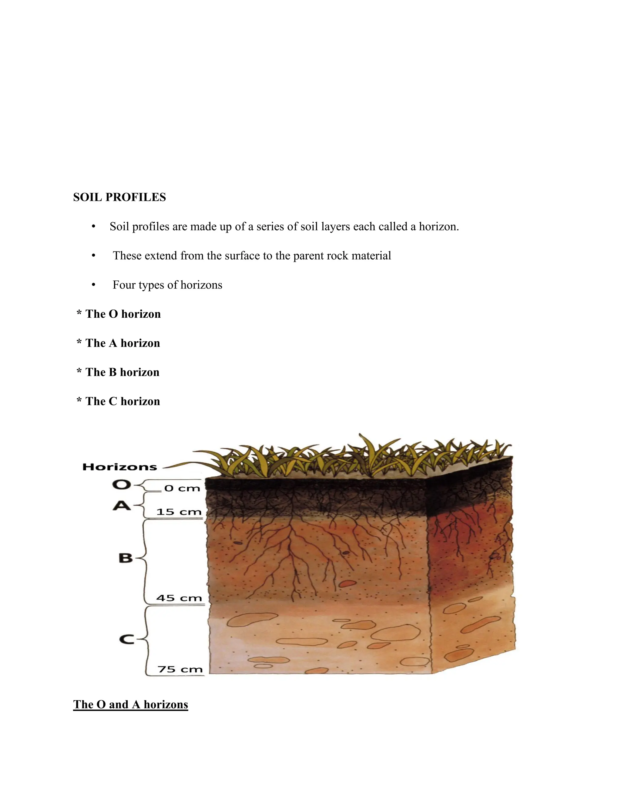 SOIL PROFILES
• Soil profiles are made up of a series of soil layers each called a horizon.
• These extend from the surface to the parent rock material
• Four types of horizons
* The O horizon
* The A horizon
* The B horizon
* The C horizon
The O and A horizons
 