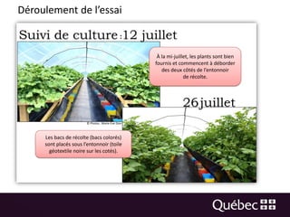 l'optimisation de la récolte de la cerise de terre cultivée hors ...