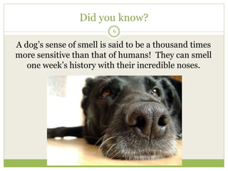 Did you know?
6
A dog’s sense of smell is said to be a thousand times
more sensitive than that of humans! They can smell
one week’s history with their incredible noses.
 