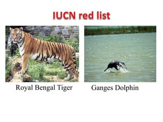 Royal Bengal Tiger Ganges Dolphin
 