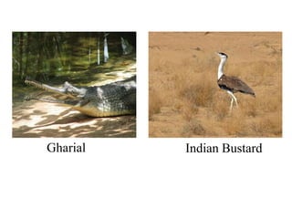 Gharial Indian Bustard
 