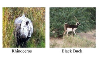 Rhinoceros Black Buck
 