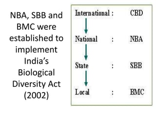 NBA, SBB and
BMC were
established to
implement
India’s
Biological
Diversity Act
(2002)
 