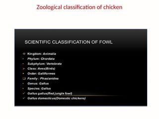 Chicken Classification externals parts of fowl and classification .by anand manegar sir | PPT