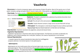 Vaucheria
Occurrence: It is found in temperate regions and comprises of about 45 species. Most of the species occur in fresh
waters (streams, springs and water falls) or found in damp soils. A few species, e.g, Vaucheria pilobolides are marine.
Plant body: The thallus consists of branched cylindrical filament. The filament is non septate multinucleated structure.
Septa are produced only during the production of reproductive structure.
Hepteron: The plant is attached to the substratum by colorless branched, short
rhizoids called as hepteron.
Cell wall: The cell wall is thin and consists of cellulose and pectin.
Vacuole: Tubular filament contains a large central vacuole filled with cell sap.
Chloroplast: The chloroplast is small discoid shaped structure without pyrenoids.
Reserve food: Reserve food material is in the form of oil drops.
Reproduction: Vaucheria reproduces by vegetative, asexual and sexual means.
Vegetative Reproduction:
Vegetative reproduction in Vaucheria takes place by fragmentation. The filaments are broken accidentally into
fragments, each of which develops into a new plant. However, this mode of reproduction is not common.
Asexual Reproduction:
In aquatic species the asexual reproduction takes place by multiflaggelate
zoospores whereas in terrestrial species it is by aplanospores.
Aplanospores:
Aplanospores are non-motile spores that are formed singly inside structures called
aplanosporangium. They are formed during unfavourable conditions at the apical
side of aerial hyphae. The aplanosporangium are club-shaped and non-flagellated
structures that are separated from the rest of the thallus by a transverse septum.
 