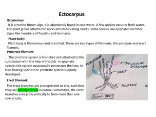 Ectocarpus:
Occurrence:
It is a marine brown alga. It is abundantly found in cold water. A few species occur in fresh water.
The plant grows attached to rocks and stones along coasts. Some species are epiphytes on other
algae like members of Fucale’s and laminaria.
Plant body:
Plant body is filamentous and branched. There are two types of filaments, the prostrate and erect
filament.
Prostrate filament:
The prostrate system is branched and attached to the
substratum with the help of rhizoids. In epiphytic
species this system occasionally penetrates the host. In
free floating species the prostrate system is poorly
developed.
Erect filament:
The erect branches are arranged end-to-end, such that
they are polysiphonous in nature. Sometimes, the erect
branches may grow vertically to form more than one
row of cells.
 