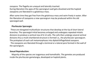 zoospore. The flagella are unequal and laterally inserted.
During liberation the apex of the sporangium wall gets dissolved and the haploid
zoospores are liberated in a gelatinous mass.
After some time they get free from the gelatinous mass and swim freely in water. After
the liberation of zoospores a new sporangium may be produced within the old
sporangial wall.
Plurilocular Sporangia:
These are elongated multicellular structures that develop at the tip of short lateral
branches. The sporangial initial becomes enlarged and undergoes repeated mitotic
divisions to produce a vertical row of 6-12 cells. The cells then undergo several vertical
divisions thus a multi chambered structure is formed i.e., the plurilocular sporangium.
The protoplast of each cell metamorphoses into diploid biflagellated zoospore.
The zoospores are liberated through a terminal or a lateral pore formed in the wall of
the sporangium.
Sexual Reproduction:
Majority of the species are isogamous and homothallic. The gametes are produced
inside the plurilocular gametangia, developed on haploid plants.
 