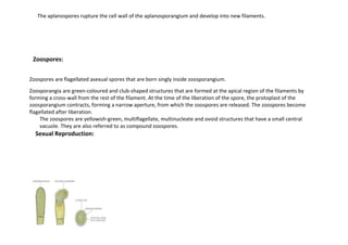The aplanospores rupture the cell wall of the aplanosporangium and develop into new filaments.
Zoospores:
Zoospores are flagellated asexual spores that are born singly inside zoosporangium.
Zoosporangia are green-coloured and club-shaped structures that are formed at the apical region of the filaments by
forming a cross-wall from the rest of the filament. At the time of the liberation of the spore, the protoplast of the
zoosporangium contracts, forming a narrow aperture, from which the zoospores are released. The zoospores become
flagellated after liberation.
The zoospores are yellowish-green, multiflagellate, multinucleate and ovoid structures that have a small central
vacuole. They are also referred to as compound zoospores.
Sexual Reproduction:
 