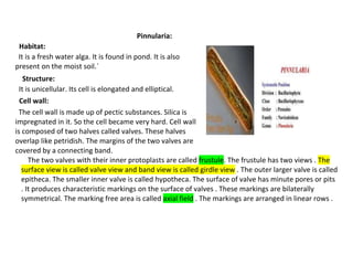 Pinnularia:
Habitat:
It is a fresh water alga. It is found in pond. It is also
present on the moist soil.`
Structure:
It is unicellular. Its cell is elongated and elliptical.
Cell wall:
The cell wall is made up of pectic substances. Silica is
impregnated in it. So the cell became very hard. Cell wall
is composed of two halves called valves. These halves
overlap like petridish. The margins of the two valves are
covered by a connecting band.
The two valves with their inner protoplasts are called frustule. The frustule has two views . The
surface view is called valve view and band view is called girdle view . The outer larger valve is called
epitheca. The smaller inner valve is called hypotheca. The surface of valve has minute pores or pits
. It produces characteristic markings on the surface of valves . These markings are bilaterally
symmetrical. The marking free area is called axial field . The markings are arranged in linear rows .
 