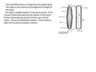 The axial field contains a longitudinal slit called raphe.
The raphe is not continuous throughout the length of
the valve .
The raphe is wedge shaped in transverse section. It has
circular thickening called central nodules in the centre.
Similar thickening also present at the outer ends of
raphe . These are called polar nodules . These nodules
open to the external aqueous medium
 